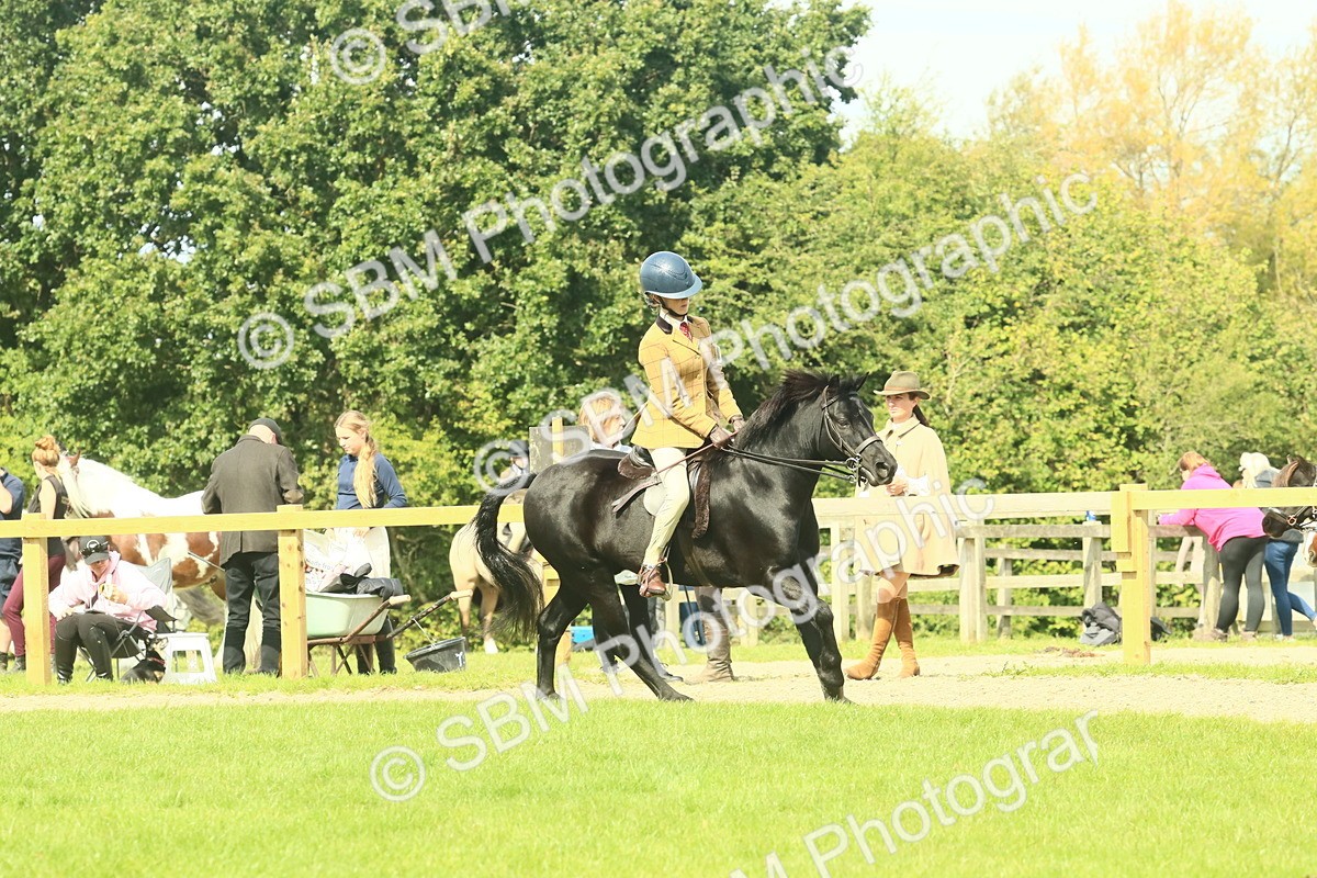 SBM_66513 - S34 - Rehabilitated Rescue Horse & Pony In Hand & Ridden