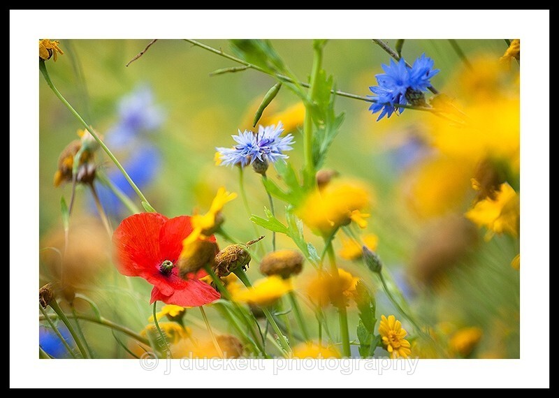  - Wildflower meadow