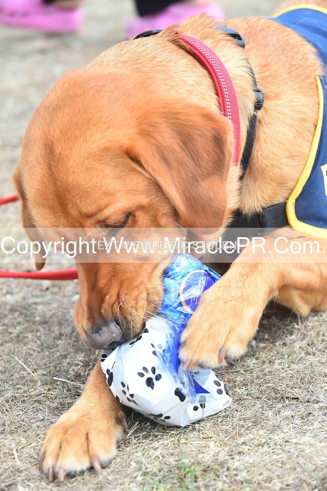 SH4_0299 - Dog show.
