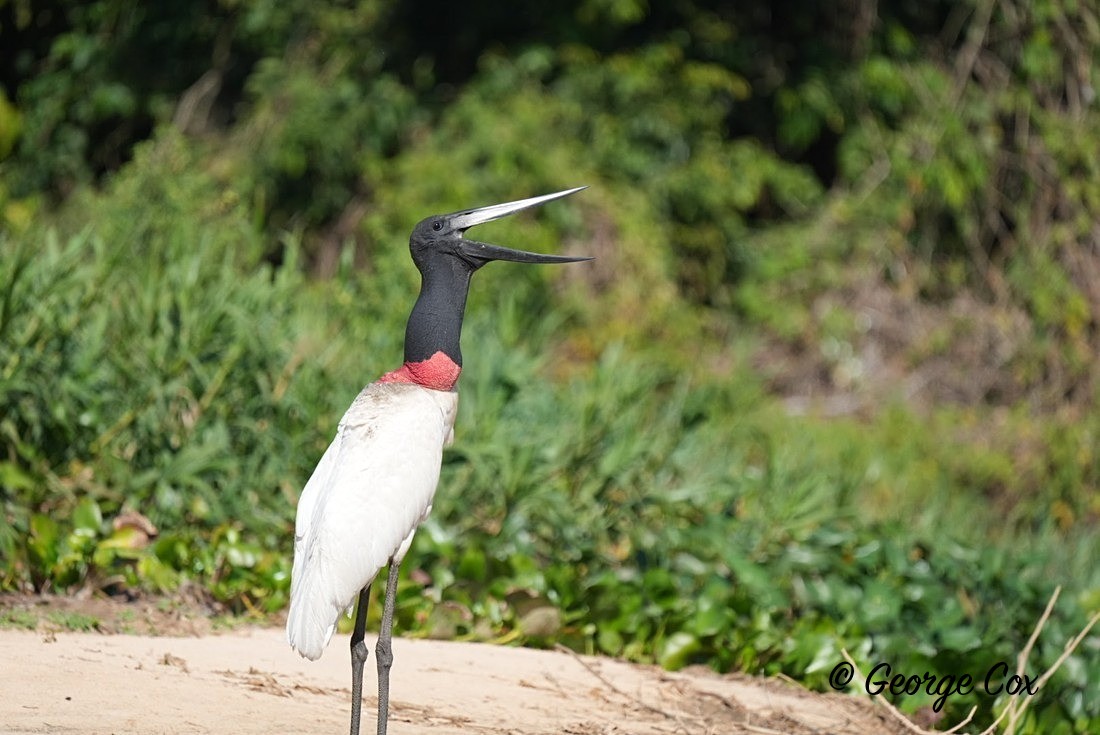 Jabiru Standing - Brazil