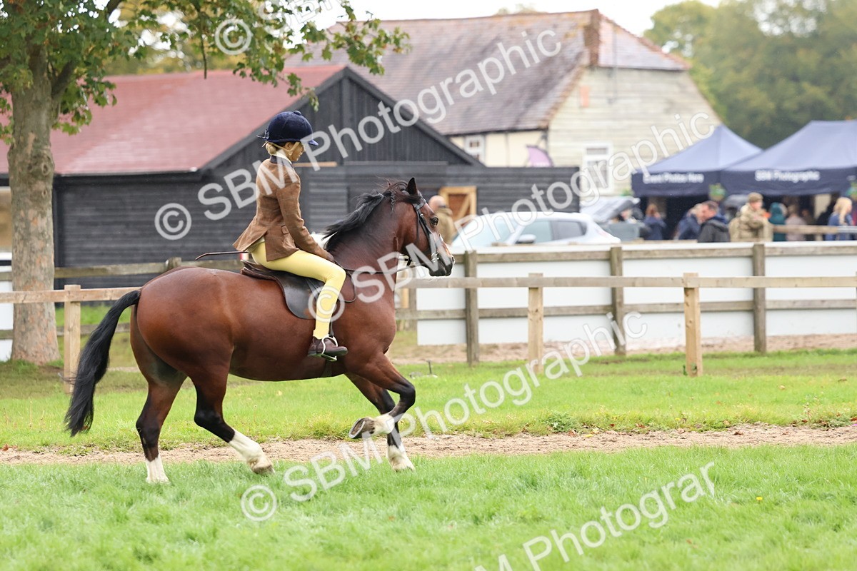 SBM_69645 - S62 - Mountain & Moorland Ridden Large Breeds