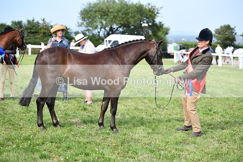 DSC_9176 - SP/SHP Pony Breeding Championship