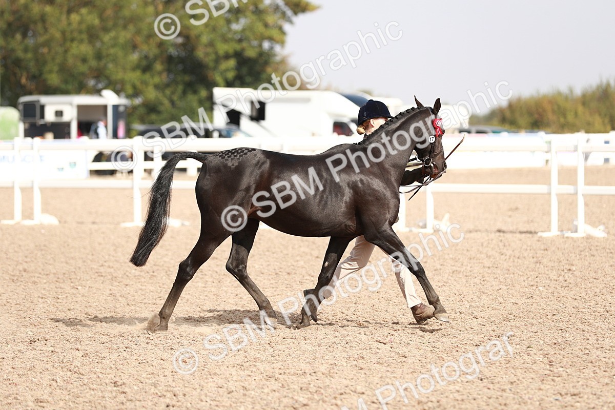 SBM_11144 - Class 205 IH Show Pony/ Show Hunter Pony