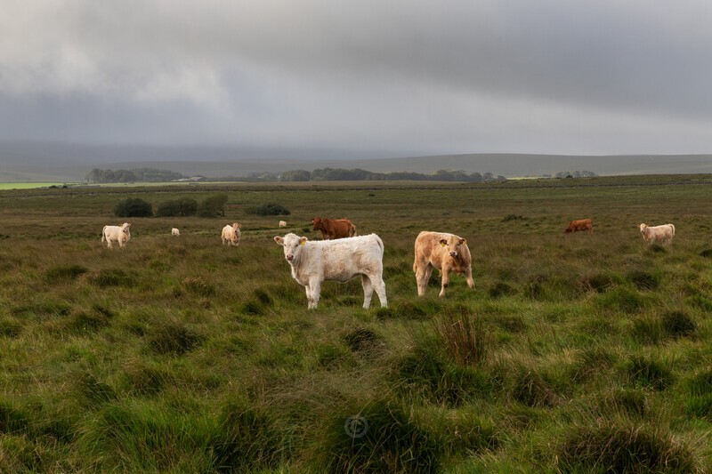 Who's watching who? - Dartmoor
