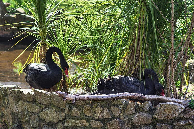 Nesting Spring 2026 - Dawlish and Black Swans