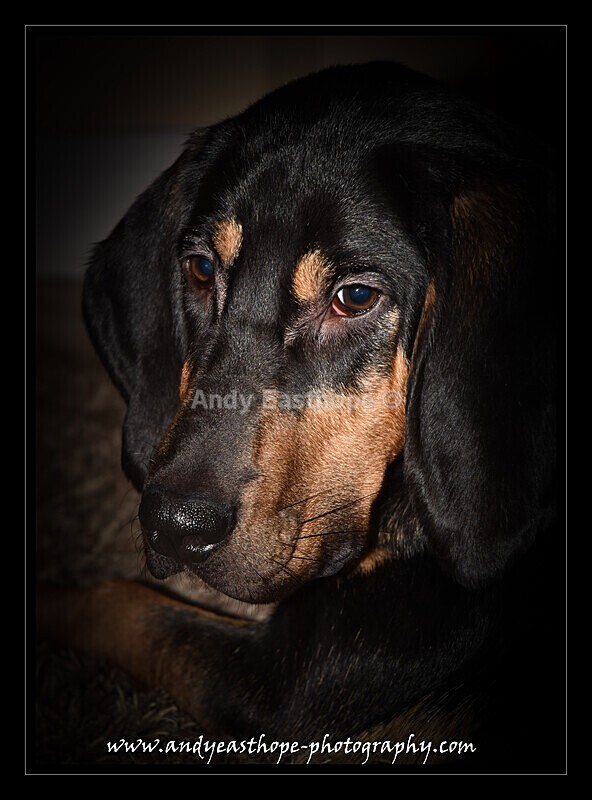 Rufus-13 - Pets