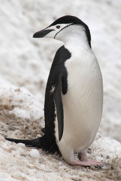 Chinstrap penguin, Half Moon Island - Antarctica
