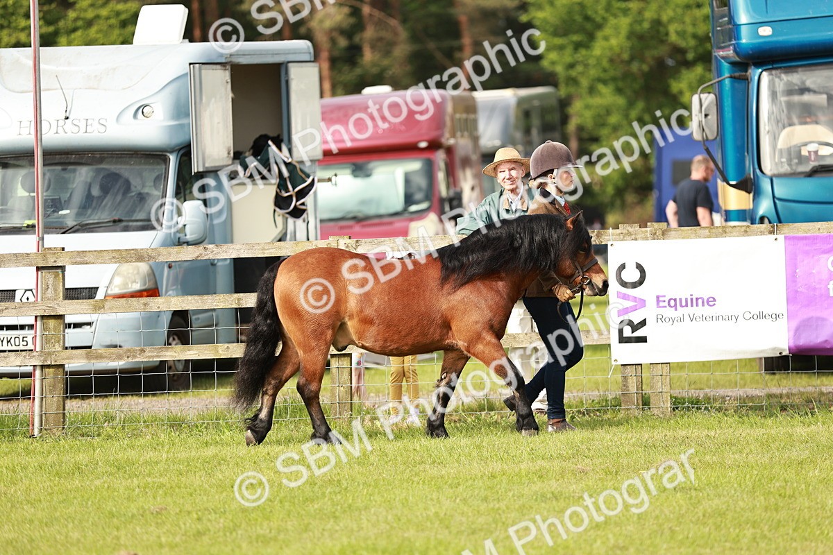 SBM_00428 - Class 14-23 - Mountain & Moorland In Hand Non Welsh