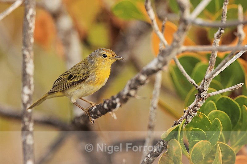 Yellow Warbler perched, San Cristobal, Galapagos - Yellow Warbler
