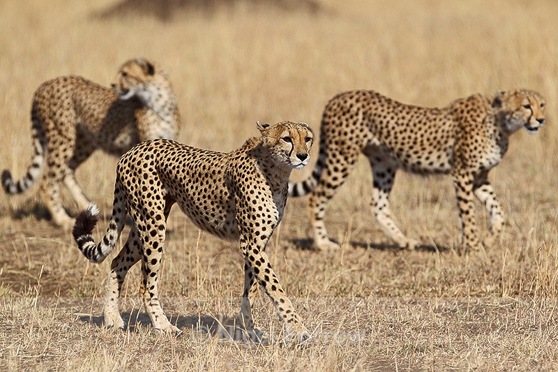 Three Cheetah brothers - Cheetah