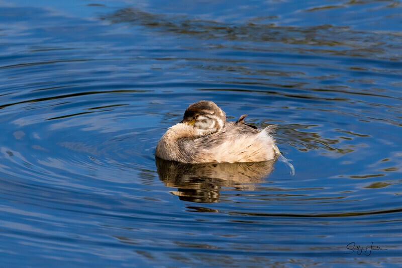 Australasian Crebe juvenile 1. 0A3A6680 - Ducks