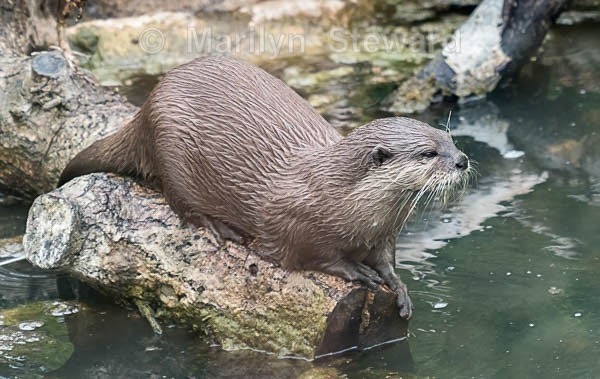 Slimbridge-5 Short-clawed Asian otter - Slimbridge Wetlands Centre