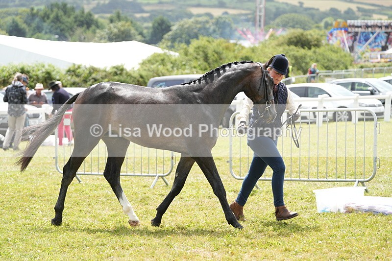 DSC06107 - Class 54: Hunter/Riding Horse/Hack 1 & 2 yr olds