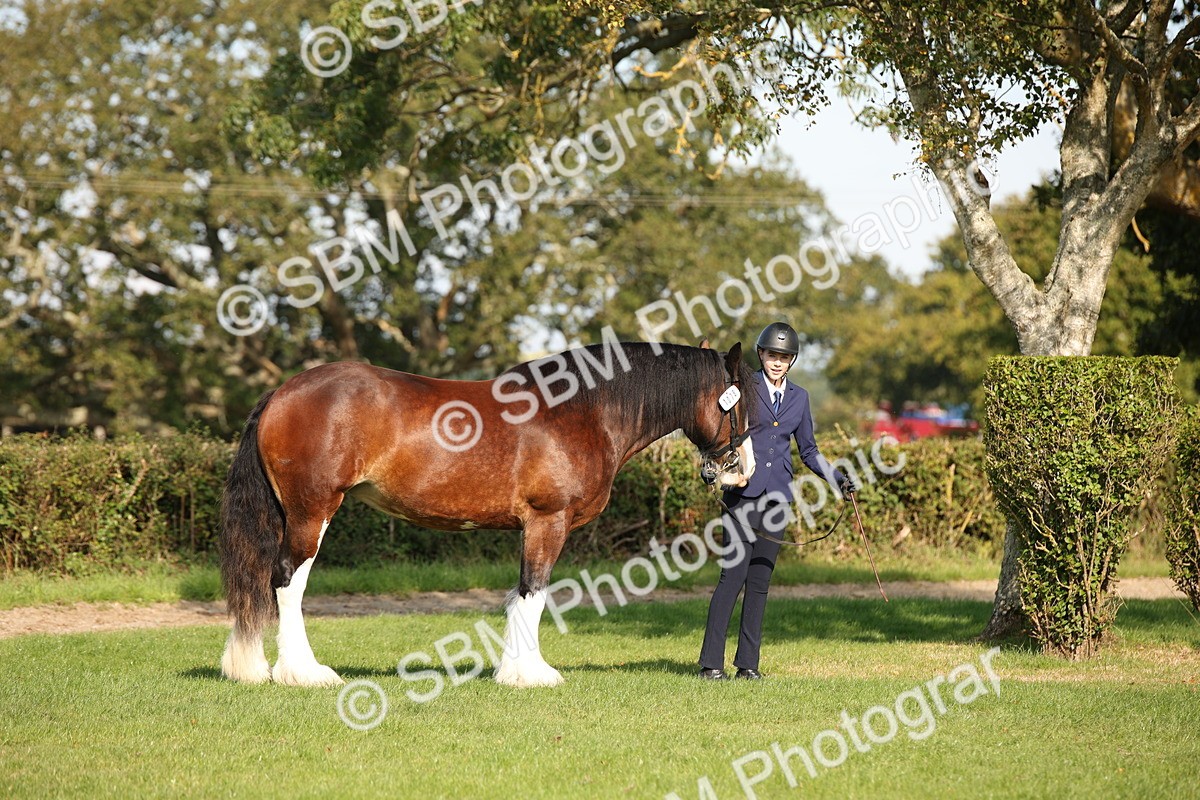 SBM_62180 - S55 - Traditional Cob In Hand