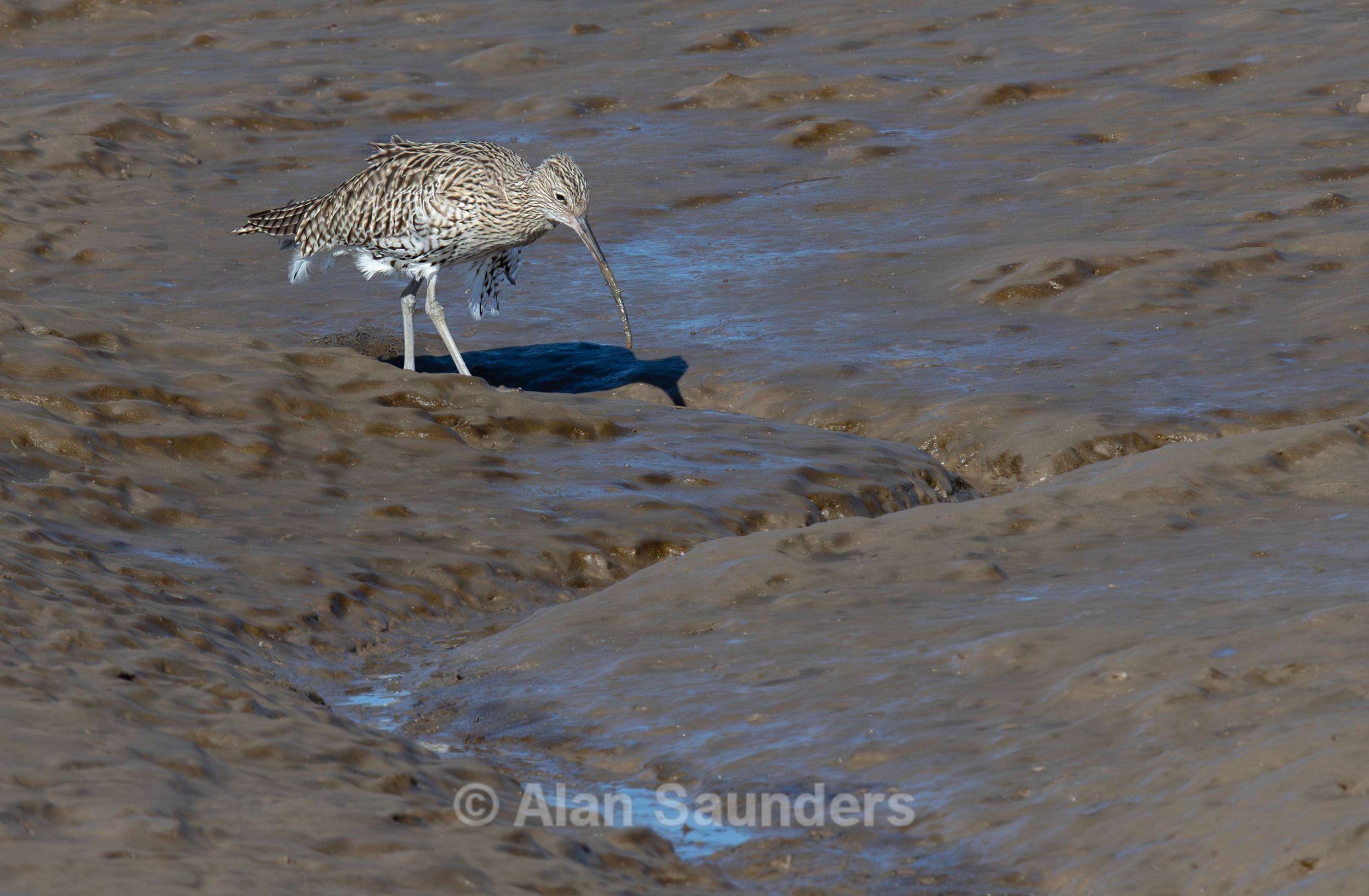 Eurasian Curlew 49