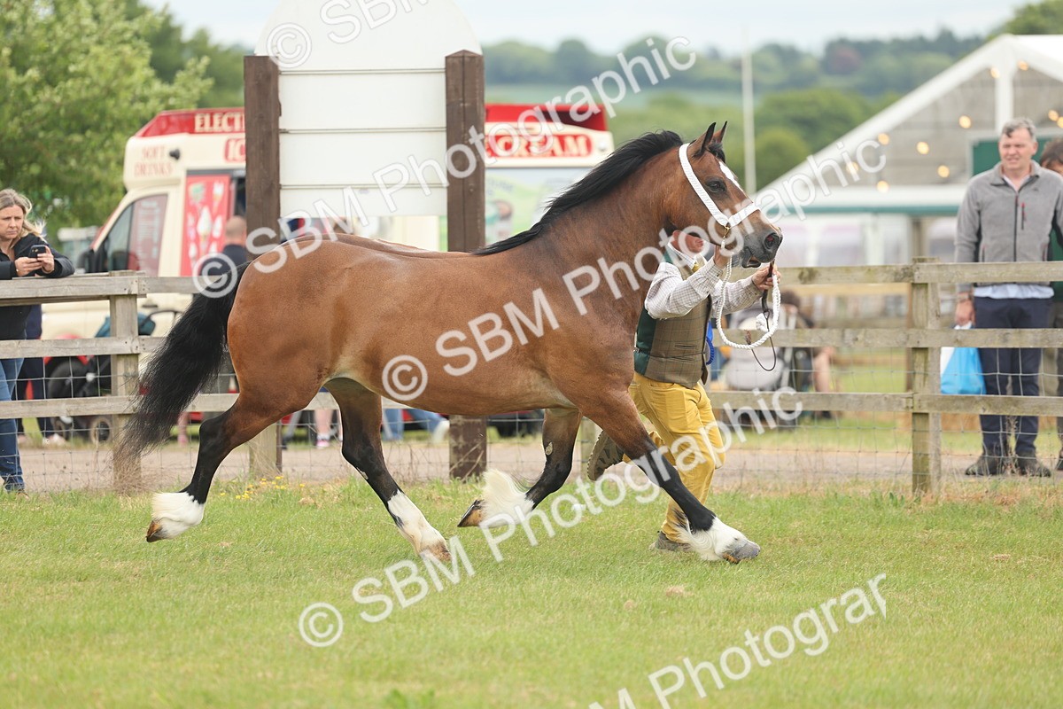 SBM_04968 - Class 50-57 - M&M Welsh Pony In Hand