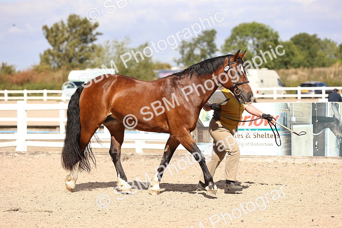 SBM_14255 - Class 411 - Prettiest Mare (IH OR Ridden) Adult