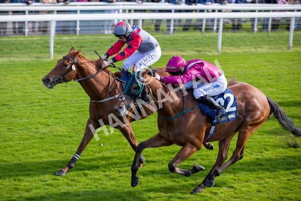 111024-Race 1-Empirestateofmind-6843 - Race 1 1.30pm William Hill Top Price Guarantee Autumn Handicap