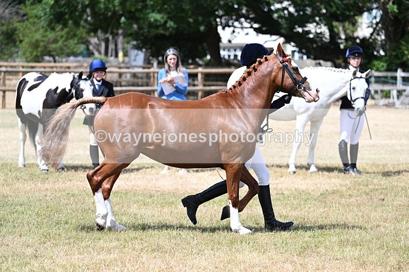 WJ7_1560 - Class 4 Prettiest Mare up to 14.2hh in hand