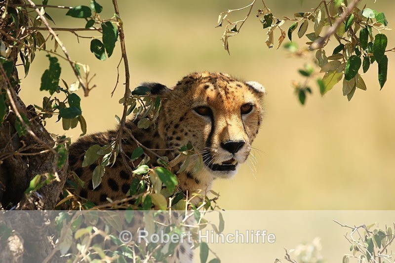 Cheetah 1 - Blank Cards