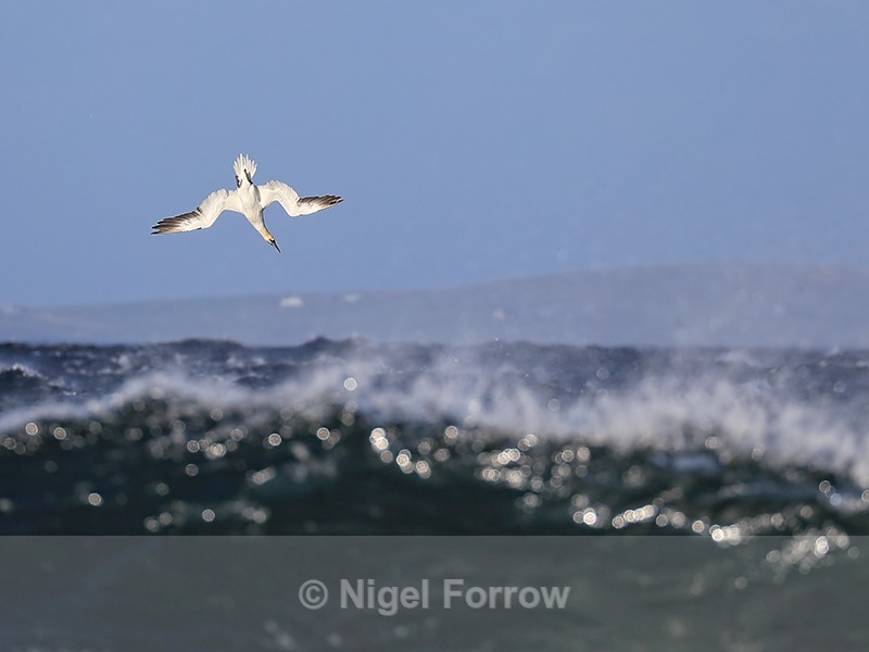 Gannet (adult) begins vertical dive, Ness of Duncansby, Scotland - Gannet