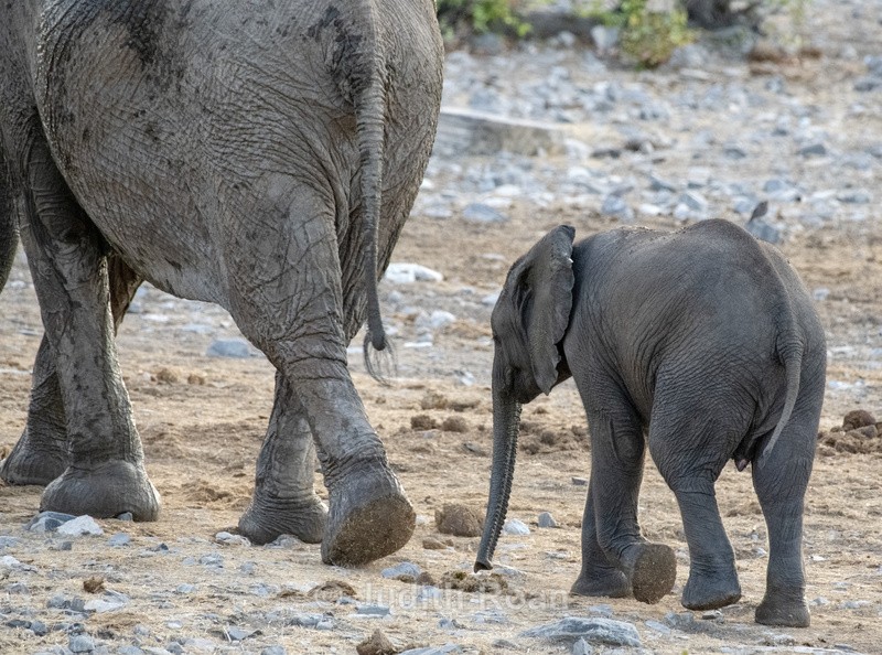 Elephant with young - Namibia 2022
