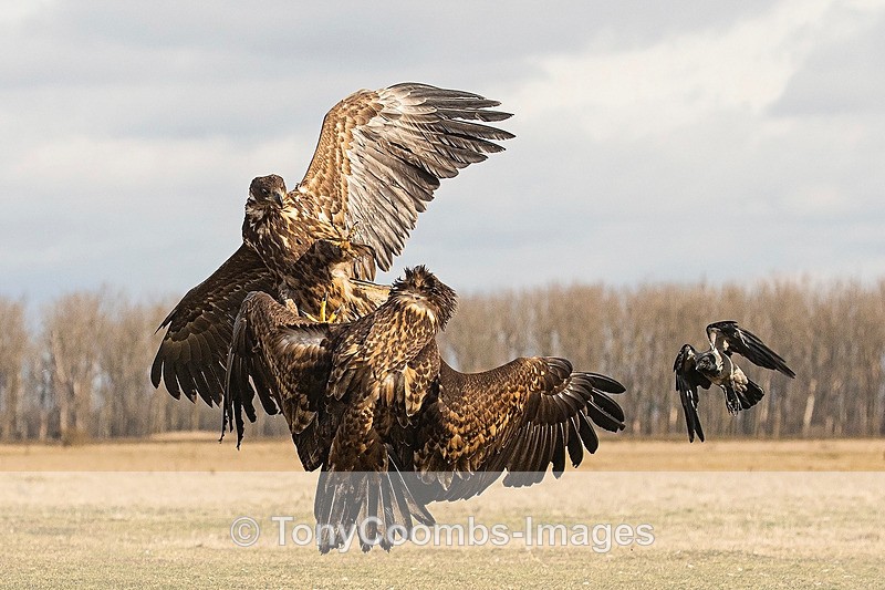 White-tailed Eagle   (confrontation) - Eagle Hides
