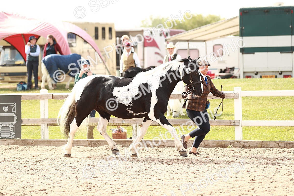 SBM_11811 - Class 206 IH Non Show Type Pony
