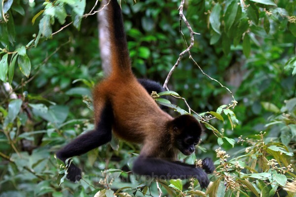  - Mammals