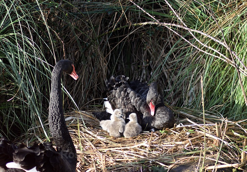 4 day old Black Swans at Dawlish 9 - Dawlish (mainly black swans)