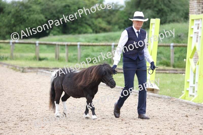 20250524-0424 - Class 5 - Minitures and Sheltands