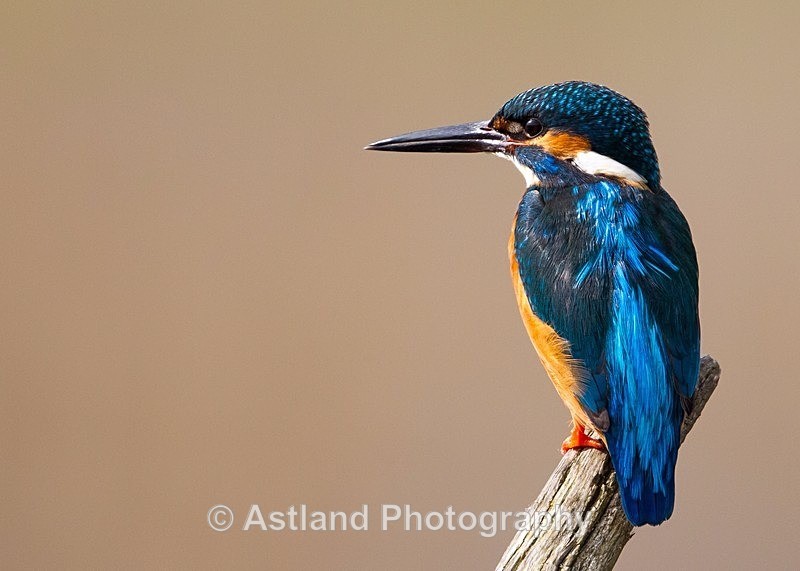 Astland Photography, Bird and Wildlife Images, Susan and Peter Wilson, U.K.
