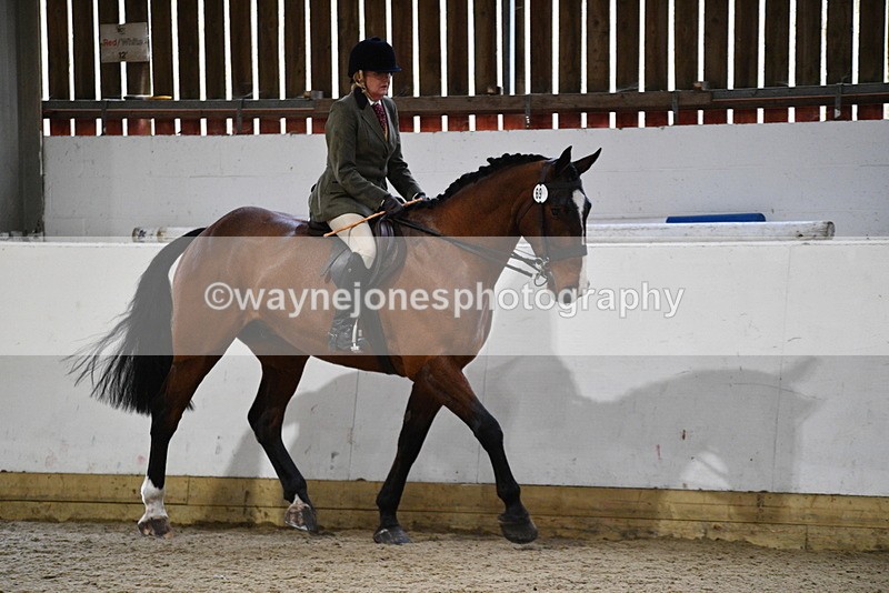 WJ5_8984 - Class 15 Ridden Show Horse