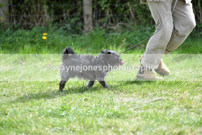 WJ5_9663 - Class 3 Most Handsome Dog