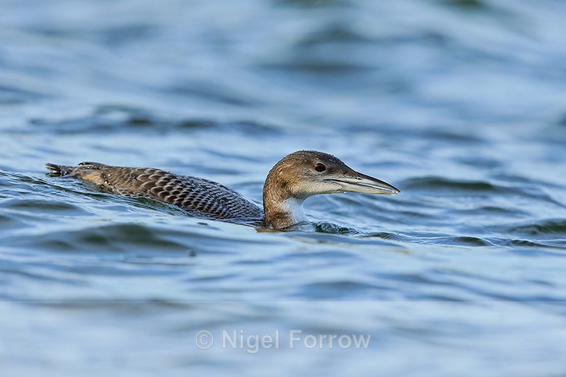 Juvenile Great Northern Diver, Farmoor 2 - Great Northern Diver