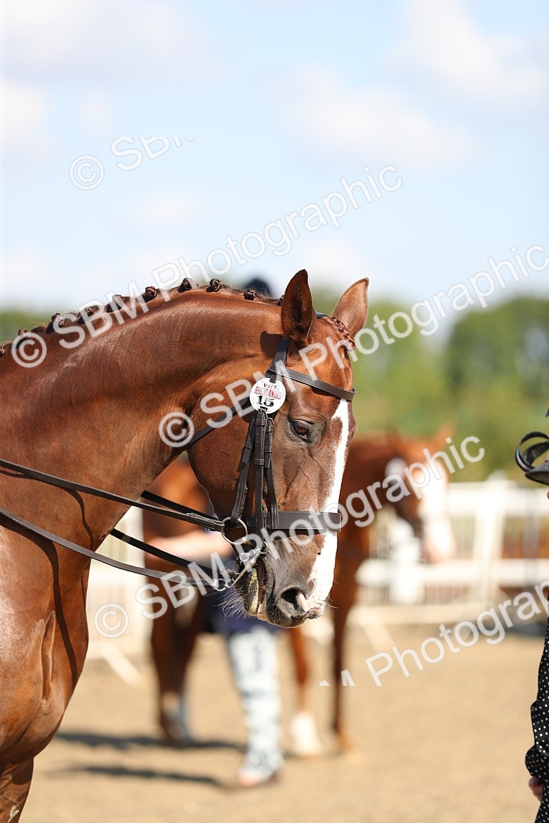 SBM_02335 - Class 43 Ridden Competition Horse/Pony