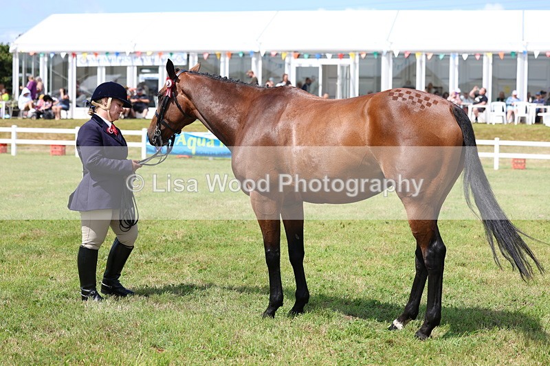 3E7A1134 - Class 8: Open Riding Horse/Hack