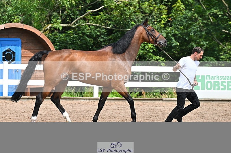 240718A-105258-01400 - Trot Up 12pm to 1pm
