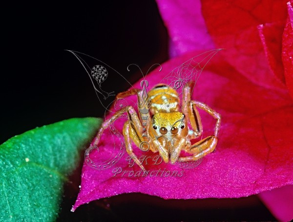 Jumping Spider - ANIMALS