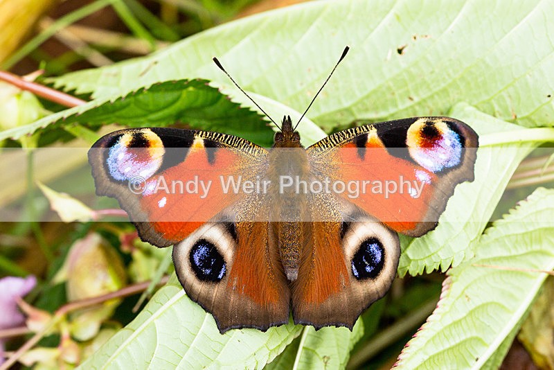 20150802-3K8A9151 - Butterflies & Moths