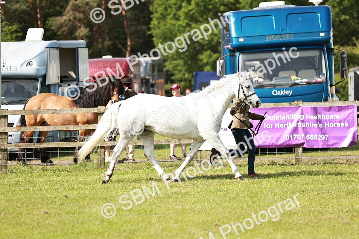 SBM_01626 - Class 14-23 - Mountain & Moorland In Hand Non Welsh