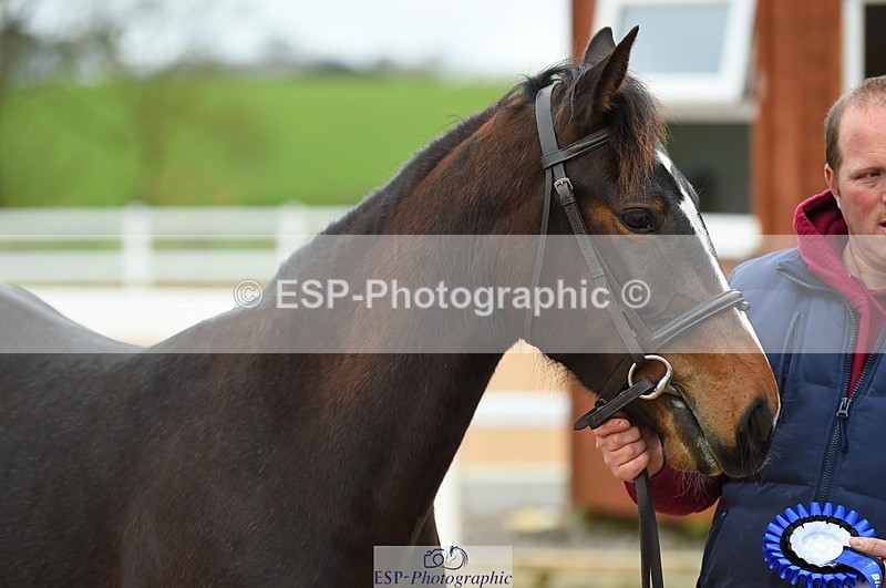 230416A-140852-04753 - Cls 46+43 In Hand Warmbloods and Foreign
