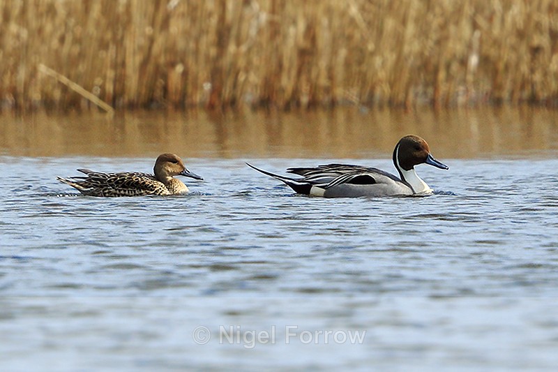 Pintail (male & female) on the northern lagoon at Otmoor - Pintail