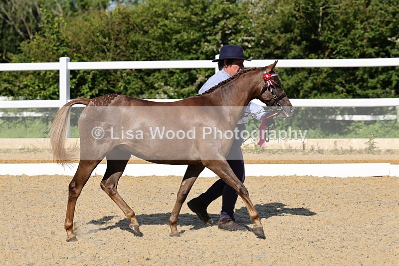 1X9A0712 - Class 3: Youngstock 1, 2, 3 year old not to exceed 153cm
