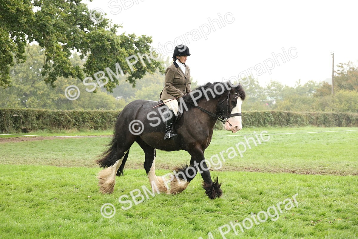 SBM_69793 - S69 - Show Cob Ridden