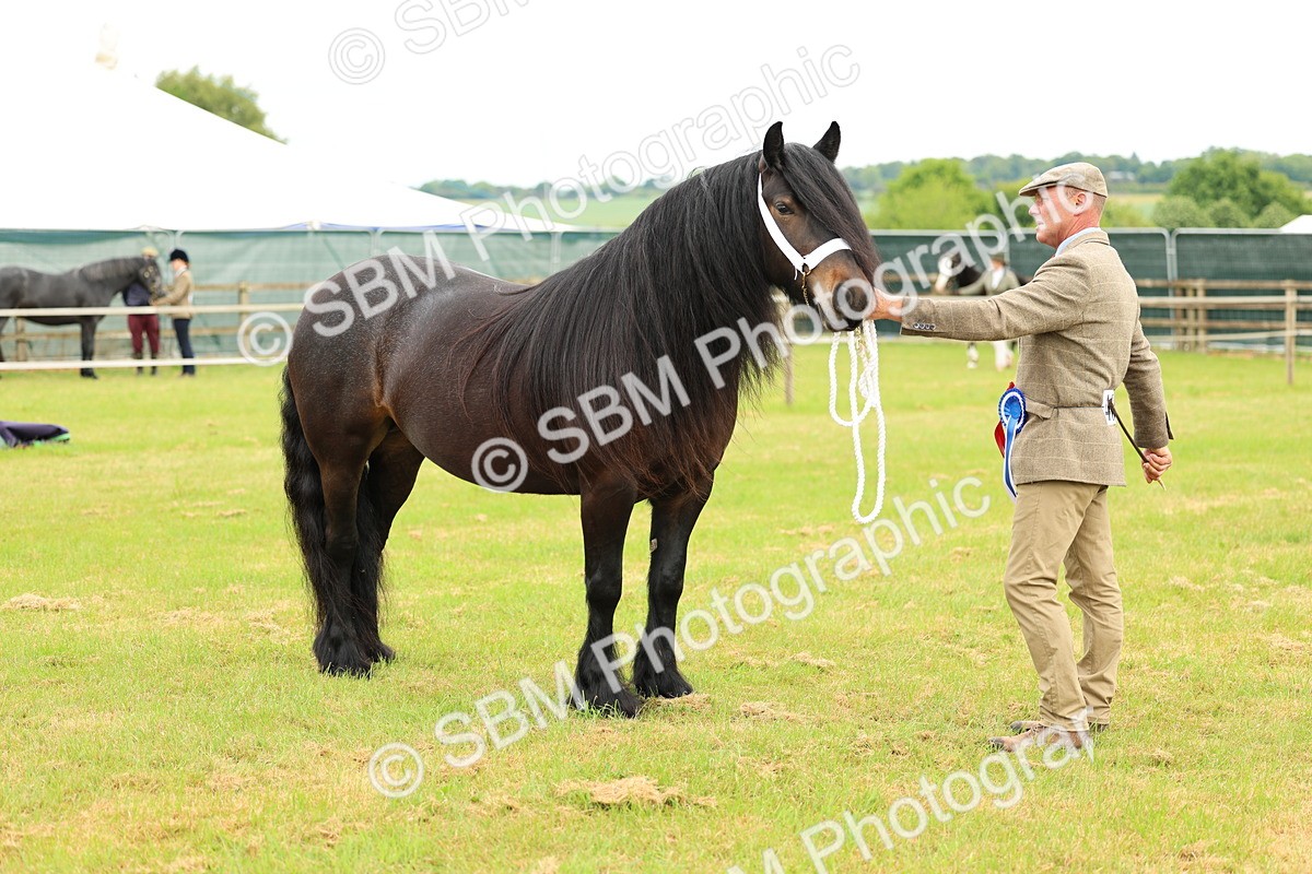 SBM_00634 - Class 58-67 - M&M Non Welsh Pony In hand