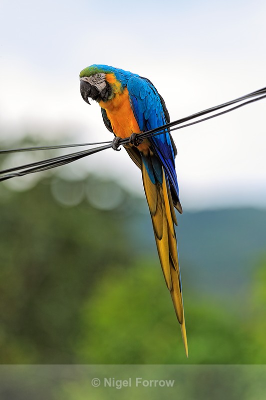 Blue-and-Yellow Macaw, Arenal Hanging Bridges, Costa Rica - Blue-and-Yellow Macaw