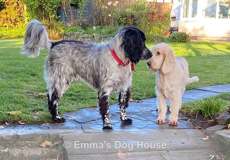  - Dogs
