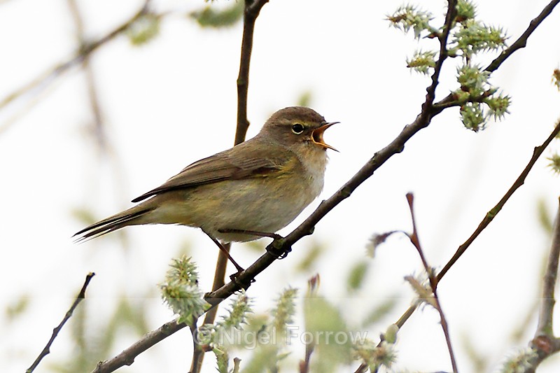 Singing Chiffchaff at Otmoor - Chiffchaff