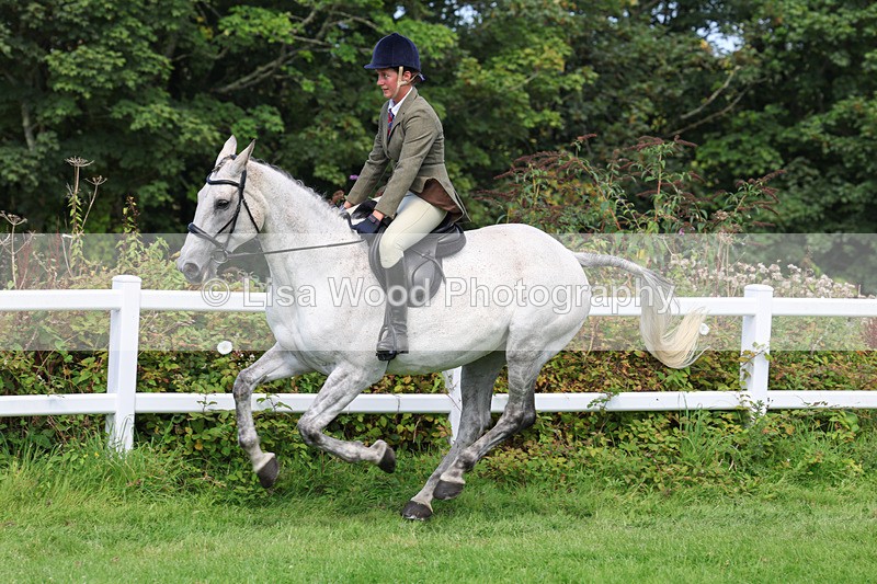 3E7A8723 - Class 5: Working Show Horse